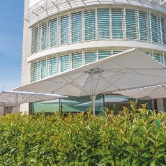 Several centre pole white parasols next to hedge